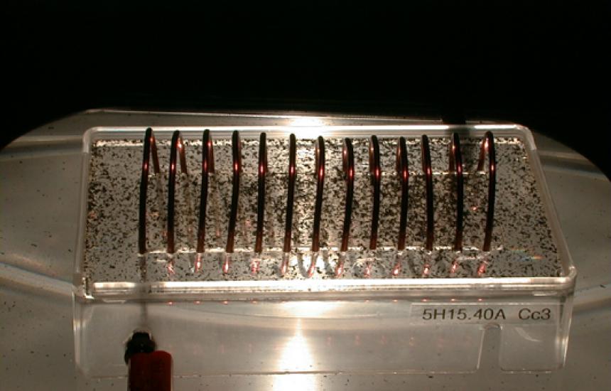 Iron filings are sprinkled on the coil.