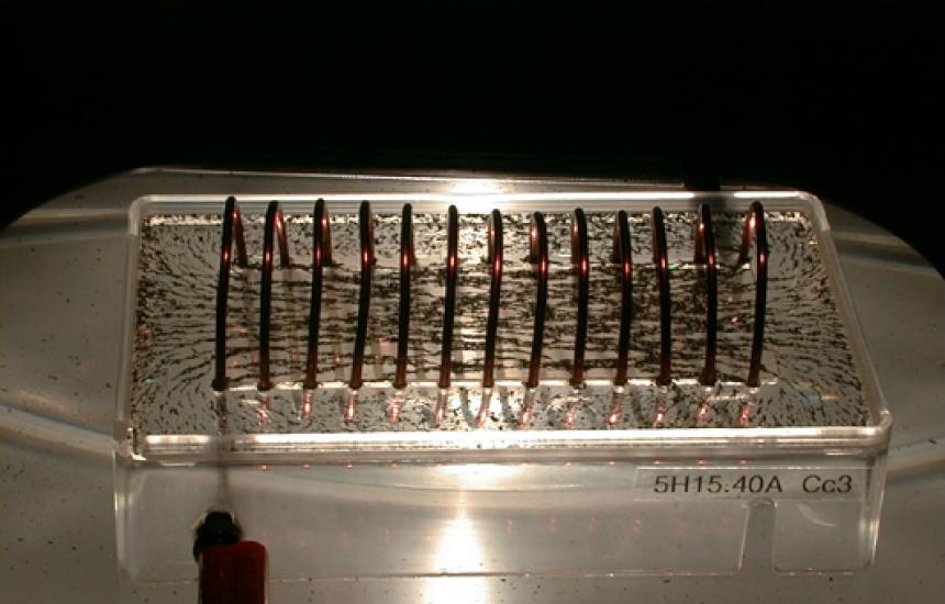A current is sent through the coil. The iron filings line up with the magnetic f